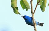 Blue Dacnis